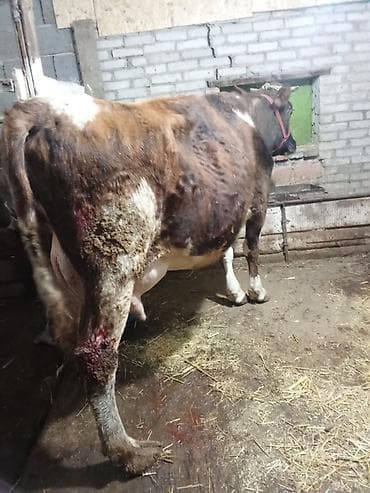 А/ч жаныбарлары үчүн тоюттар: Сатам | Уй (ургаачы) | Аргын, Алатоолук, Айршир | Көбөйтүү үчүн, Сүт алуу үчүн | Бооз, Музоологондон кийин, Байланган — 2