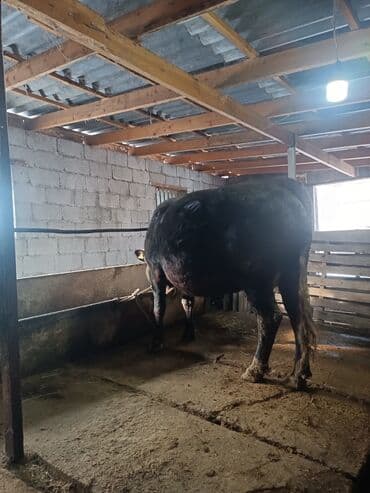 эшек жаныбар: Сатам | Уй (ургаачы) | Сүт алуу үчүн | Байланган — 3