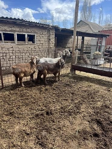 мышык алам: Сатам | Ургаачы кой (ургаачы) | Көбөйтүү үчүн | Ургаачы — 3