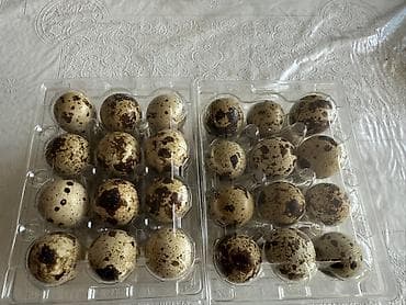 кекилик жумуртка: Перепелиные яйца в пластиковых контейнерах 12 штук 60 сом Доставка — 3