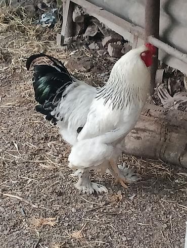 продам кур брама: Продаю | Куры, Петух | Брама, Домашняя | На забой, Для разведения, Несушки — 1
