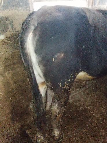 коровы ала тоо: Продаю | Бык (самец) | На откорм | Привязанные — 1