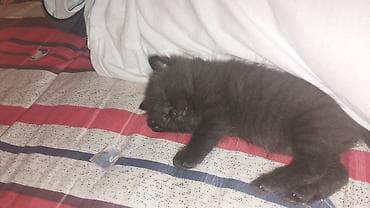 котята: Котята домашние отдам хорошие руки бесплатно. с доставкой. - — 2