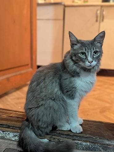 Мышыктар: 3 жаш, Ургаачы, Лотокко барууга үйрөтүлгөн, Курттардан тазаланган, Эмделген — 6