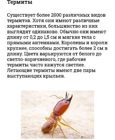 Клининговые услуги: Дезинфекция, дезинсекция, | Блохи, Вирусы, микробы, Обработка деревьев, | Квартиры, Дворы, Офисы — 2