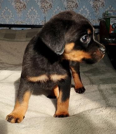 продается собака: Продаю щенков ротвейлера с родословной, от титулованных родителей — 3