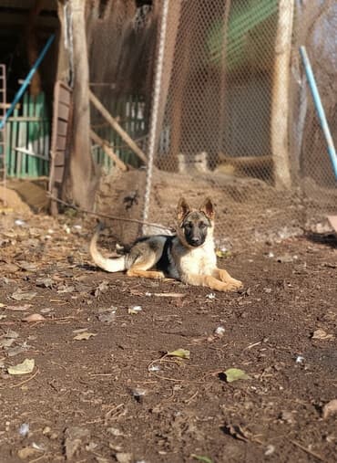 Ит кууту: Овчарка, 5 айлык, Ургаачы, Эмделген — 1