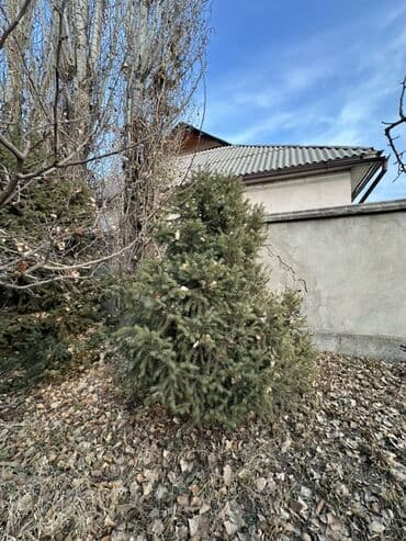 купить шкаф для одежды бишкек: Саженцы деревьев: Ели — 10