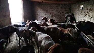С/х животные и товары: Продаю | Овца (самка) | На забой | Племенные — 3