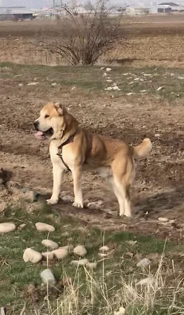 аляский маламут купить: Вязка: Алабай, Самец, 3 года, С прививкой, С родословной — 4