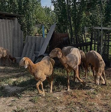 Продаю | Ягненок | Для разведения — 2