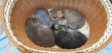 скоттиш страйт котята: Скотиш Страйт (Шотландская прямоухая), 1 месяц, Девочка, Приучена к лотку, Проглистована — 8