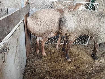 овчарка самка: Продаю | Овца (самка) | Для разведения | Матка — 3