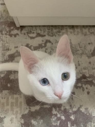 купить кот gold: 4 месяца, Мальчик, Белый — 1