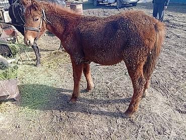 Сатам | Тай | Көбөйтүү үчүн — 2