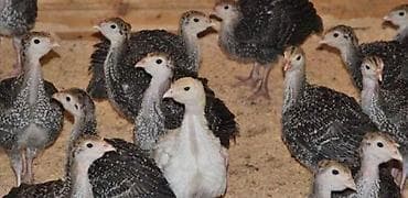 матка пчел: Продаю | Индюшата | Бройлерная | На забой | Племенные — 2