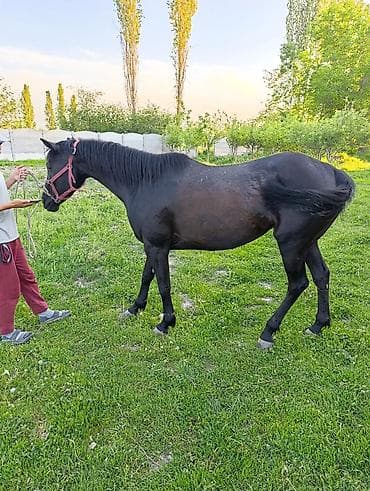 Айыл-чарба жаныбарлары: Сатам | Бээ (ургаачы) | Жумушка — 4