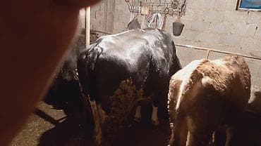 грут: Продаю | Корова (самка) | На откорм | Привязанные — 1