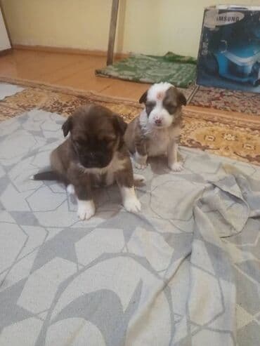 сколько стоит чихуахуа мини: Щенки метисы, домашнего выращивания. Описание: - Малыши небольшого — 3