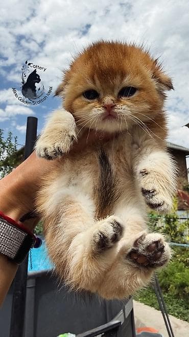 котята ош: Скотиш Фолд (Шотландская вислоухая), 1 месяц, Девочка, Золотая шиншилла, Приучена к лотку, Проглистована, С документами — 3