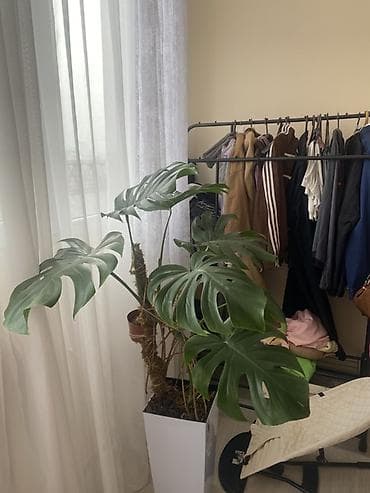 манстера альба: Монстера делициоза (Monstera deliciosa) в напольном кашпо - Крупное — 2