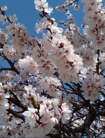 продаю дом село арашан: Дом, 75 м², 5 комнат — 33