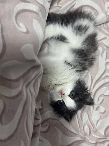 племенные коровы: Хочу отдать котёнка в надёжные руки котёнку около полтора месяца — 3