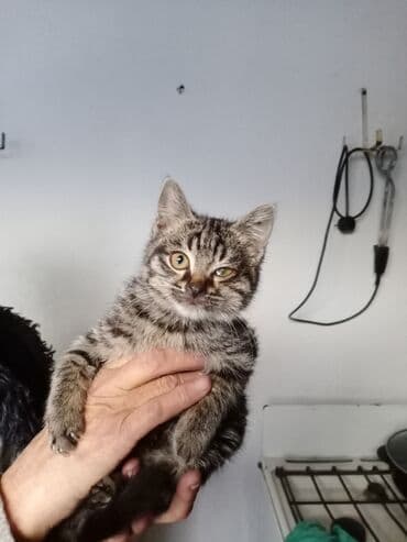 леопардовая кошка цена: Отдам даром, в хорошие руки — 1