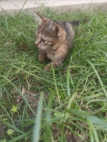 Кошки: Отдам котят в добрые руки бесплатно Котята домашние, окрас: - — 4