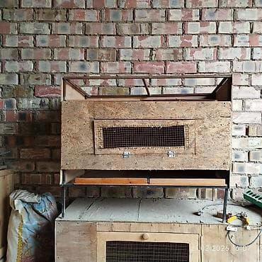 ат баши: Продаю брудер — 1