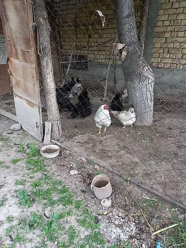 цыплята броллеры: Продаю | Петух | Домашняя — 2