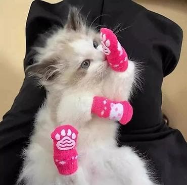 ечки кой: Носочки/тапочки для домашних питомцев - Назначение: защита лап от — 1