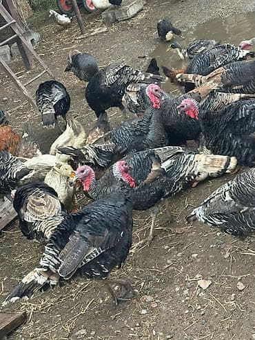 продаю индюк: Продаю | Индюк (самец) | Для разведения | Племенные — 4