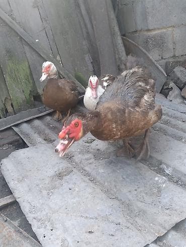 утки и гуси: Мускусные утки (индоутки) - Порода: мускусная (индоутка), разный — 3