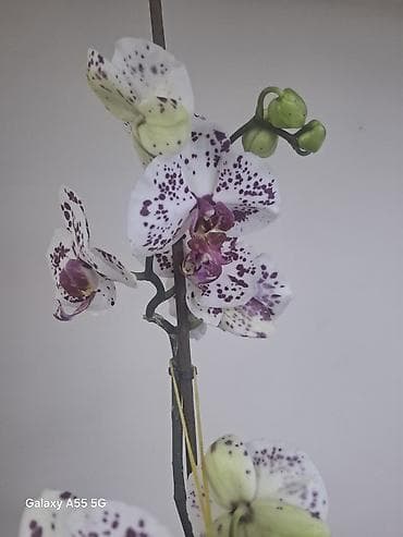 аквариум тумба: 2 цветанос + горшок фитильный полив — 4