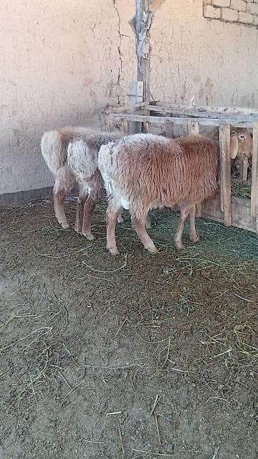 Үй жаныбарлары: Сатам | Кочкор (эркек) | Арашан | Союуга, Көбөйтүү үчүн | Асыл тукумдуу — 4