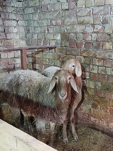 Другие животные: Продаю | Овца (самка) | Эдильбаевская | Для разведения — 1
