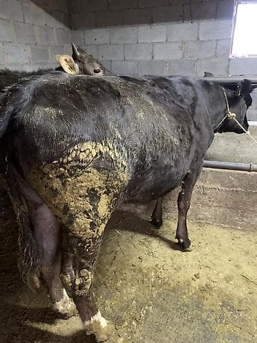 ангус тёлки: Продаю | Тёлка | Швицкая | На забой, Для разведения — 1