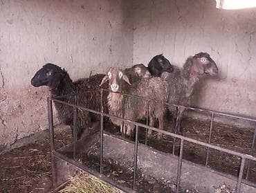 собака спаниель: Продаю | Овца (самка) | Для разведения | Ярка — 1