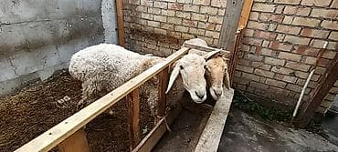 арашан цена: Продаю | Овца (самка), Баран (самец) | Арашан — 2