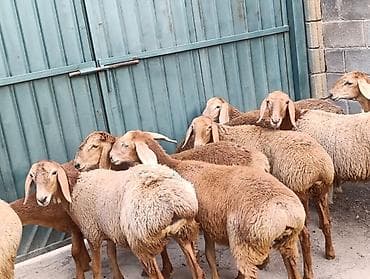 кошка домик: Продаю | Ягненок | Арашан | Для разведения | Ярка — 4