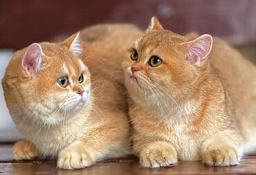 Продаются котята Британской породы в нашем питомнике Все фото живые