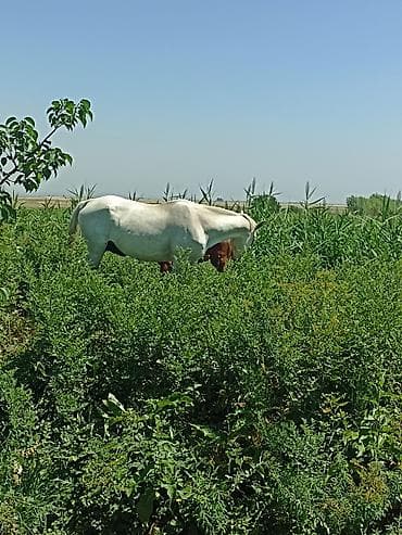 кошки сфинксы: Продаю | Кобыла (самка) | Английская | Для разведения | Племенные — 9