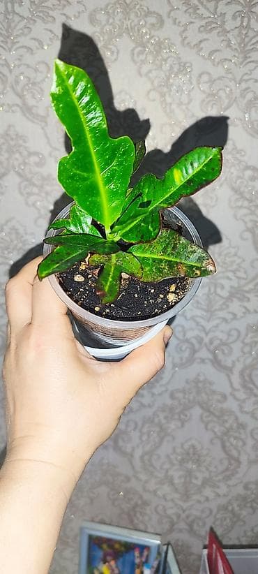 гортензия цена бишкек: Продаю комнатные цветы аглаонема трейбе - 150 сом сансиверия 100- 150 — 5