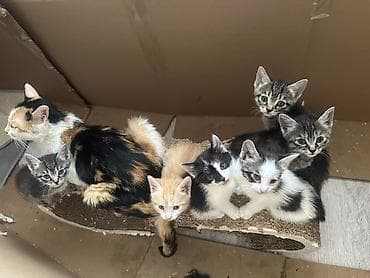 коты бесплатные: Отдаются даром котята в ответственные хорошие руки не как игрушка — 1