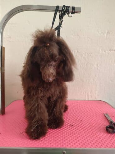 мини пудель: Пудель, 1 год, Самец, С прививкой — 1