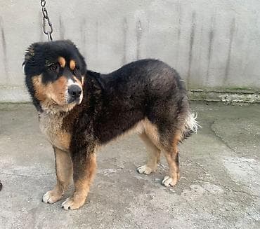 собака офчарка: 11 месяцев, Самец, С прививкой — 3