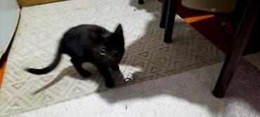 купить кошку: Кошка даром: Беспородная, 9 месяцев, Мальчик — 4