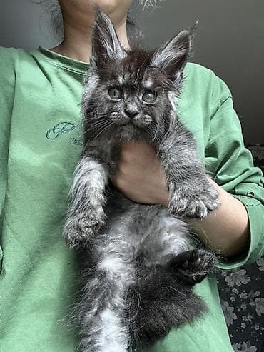 коты белый: Мейн-кун котёнок, окрас чёрный дым (black smoke). Описание: - Ярко — 8