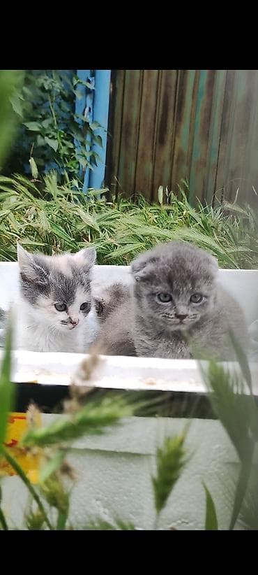 cat sofa: Продаютя шотландские вислоухие котята (скоттиш фолд и страйт). Мама — 1